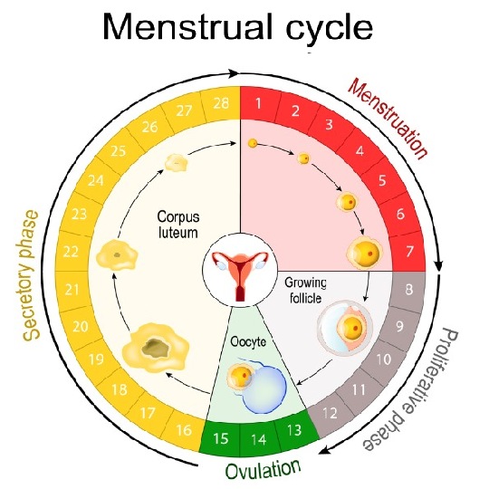 Premium Vector  Stages of menstrual cycle luteal phase follicular phase  menstruation ovulation in vector