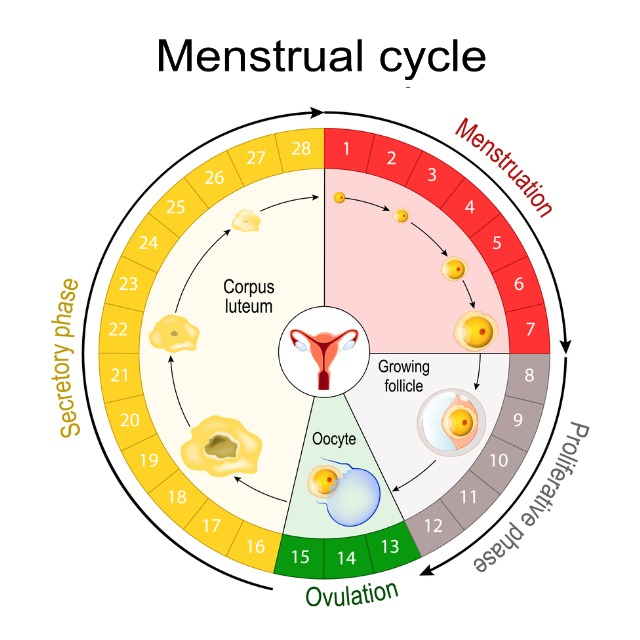 A guide to when you are most fertile
